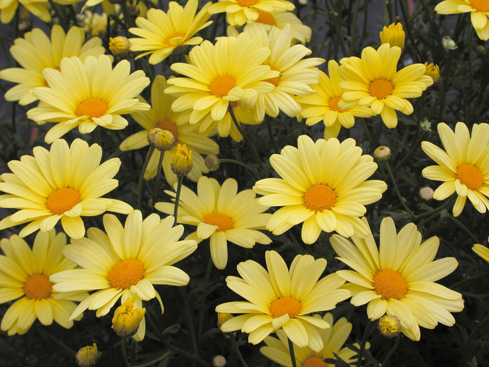 Butterfly Marguerite Daisy Argyranthemum frutescens Proven Winners
