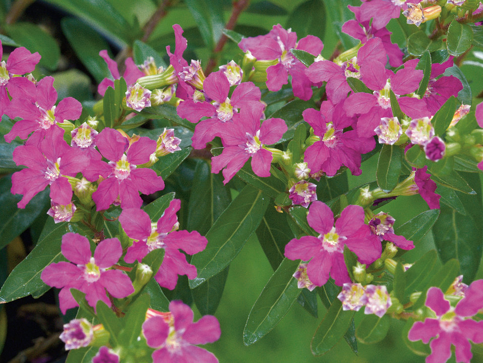 Lavender Lace - Cuphea hyssopifolia  Proven Winners