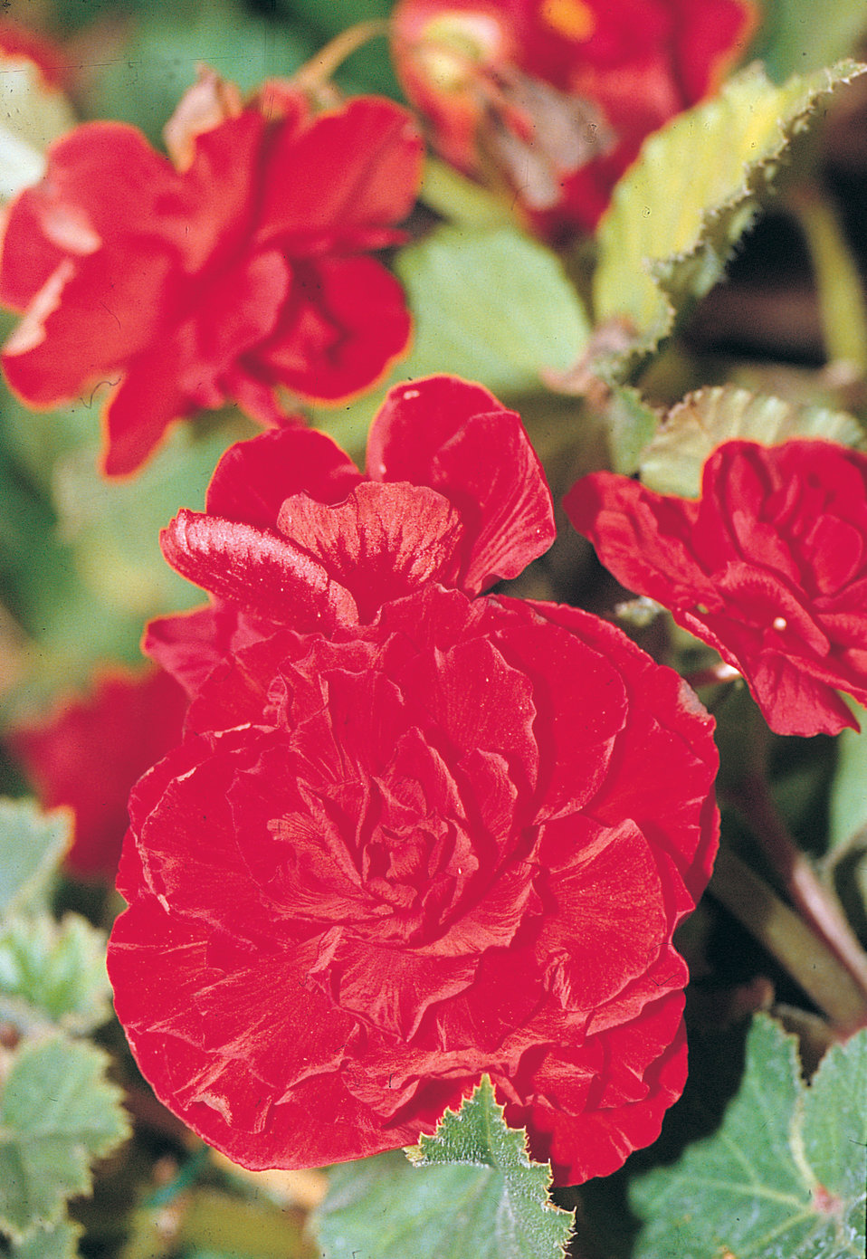 Nonstop® Red Tuberous Begonia Begonia x tuberhybrida Proven Winners