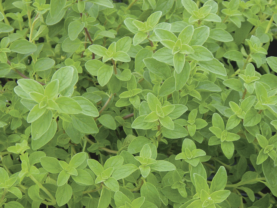 True Oregano Origanum vulgare Proven Winners