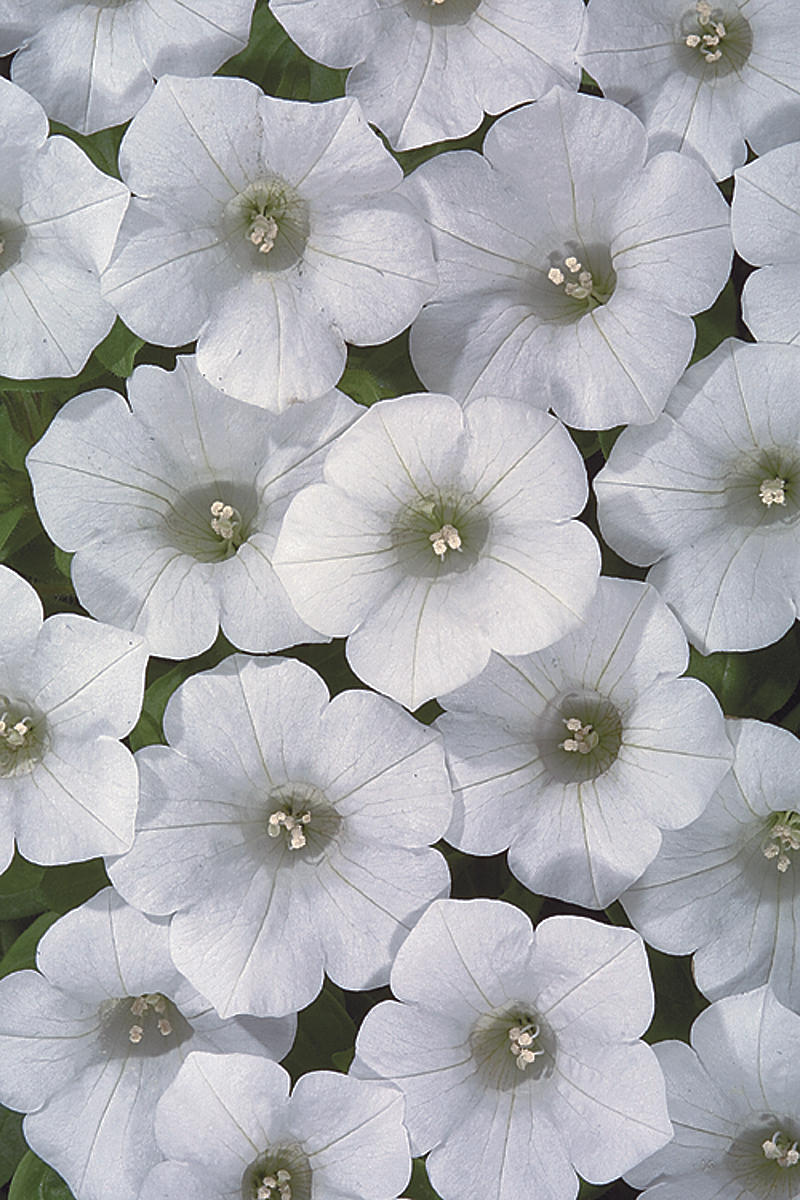 Blanket® White Petunia hybrid Proven Winners