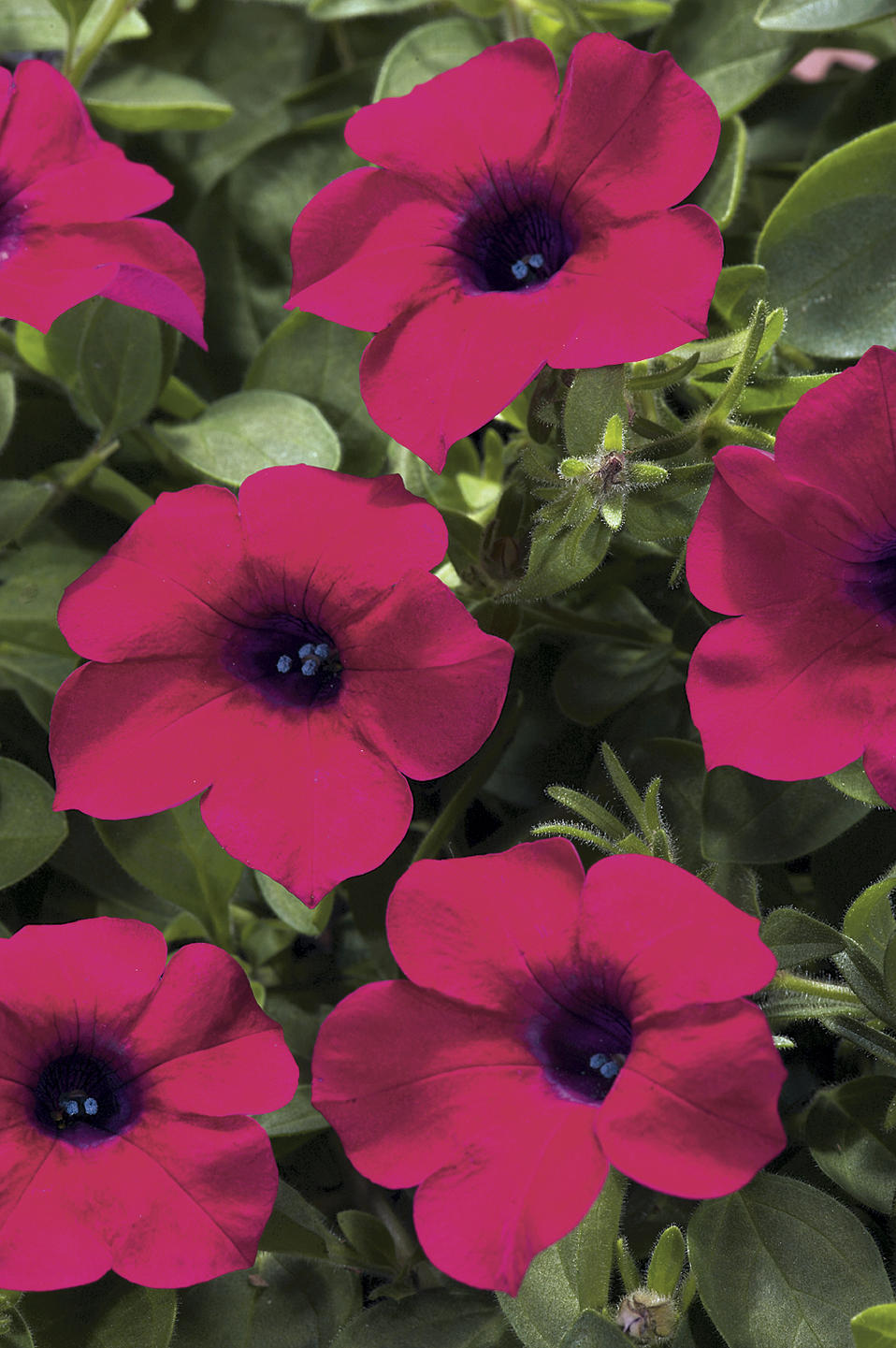Blanket® Zinfandel Petunia hybrid Proven Winners