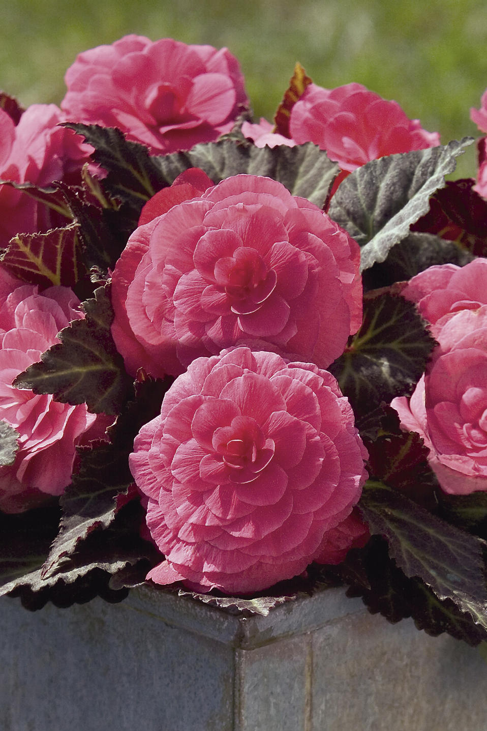 Nonstop® Mocca Pink Shades Tuberous Begonia Begonia x tuberhybrida