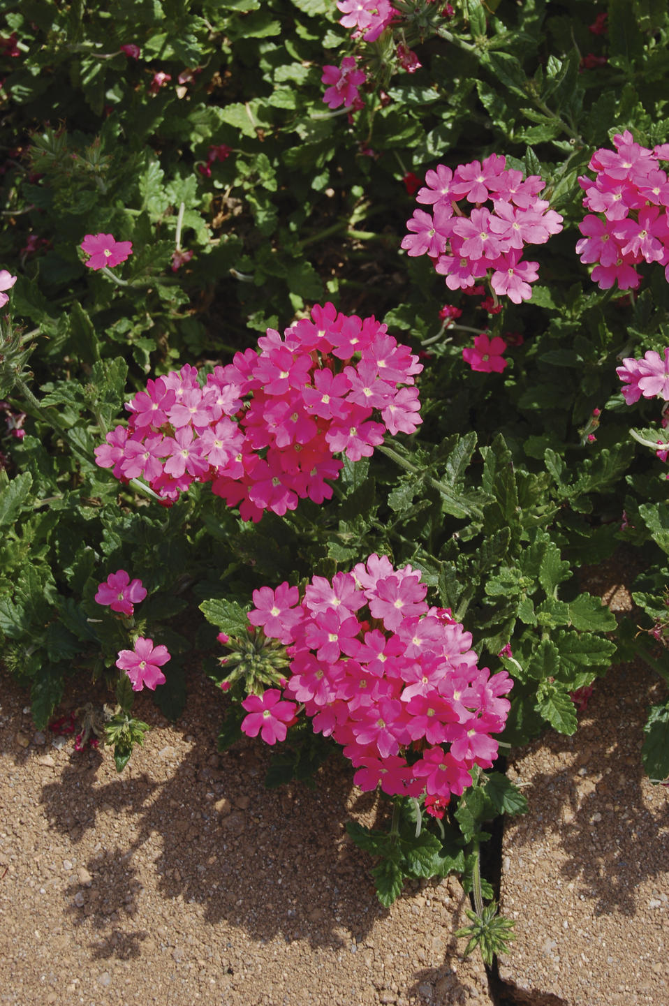 Lanai Deep Pink Verbena Proven Winners Lanai Deep Pink Verbena Proven Winners
