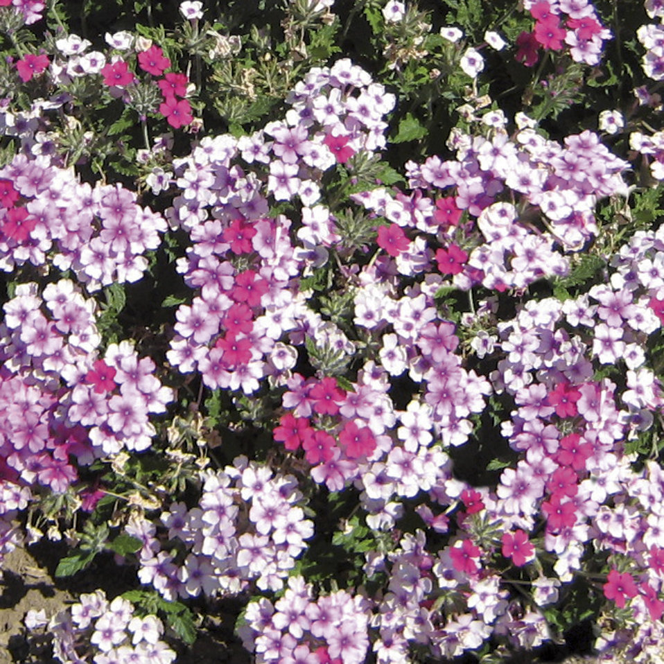 Lanai® Upright Bright Rose Verbena Proven Winners