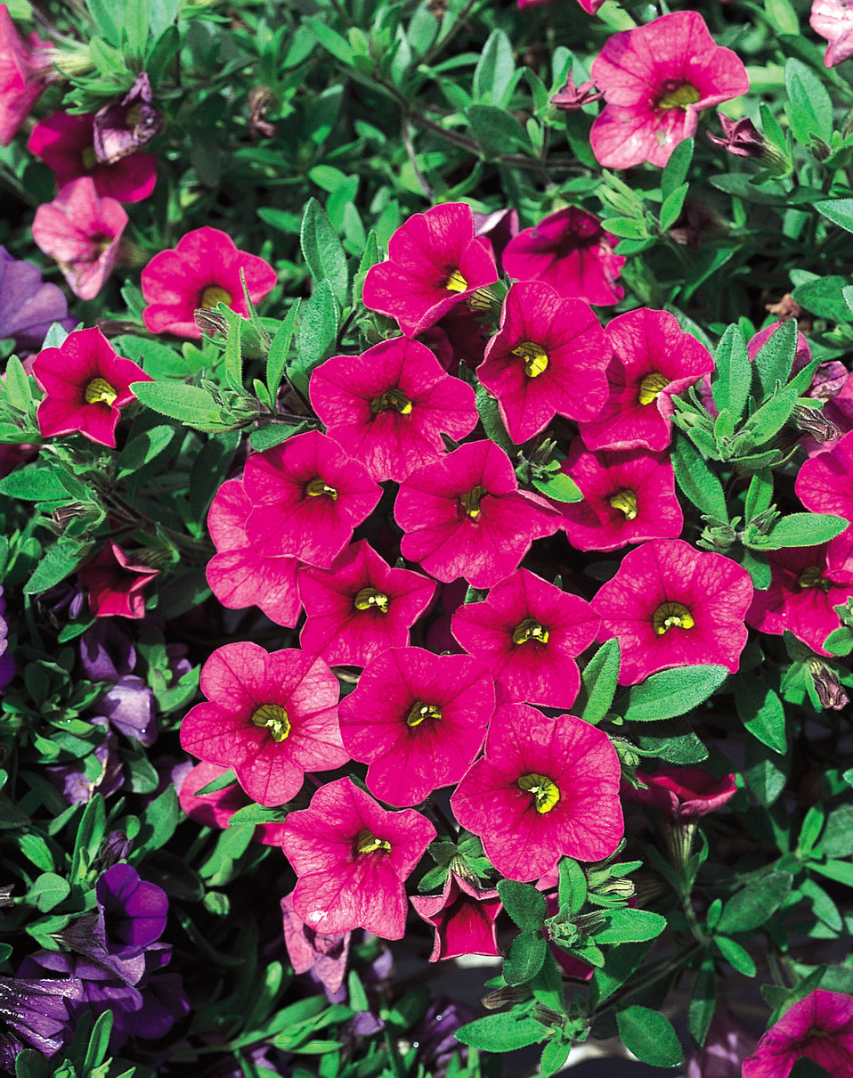 Million Bells® Cherry Pink Calibrachoa hybrid Proven Winners
