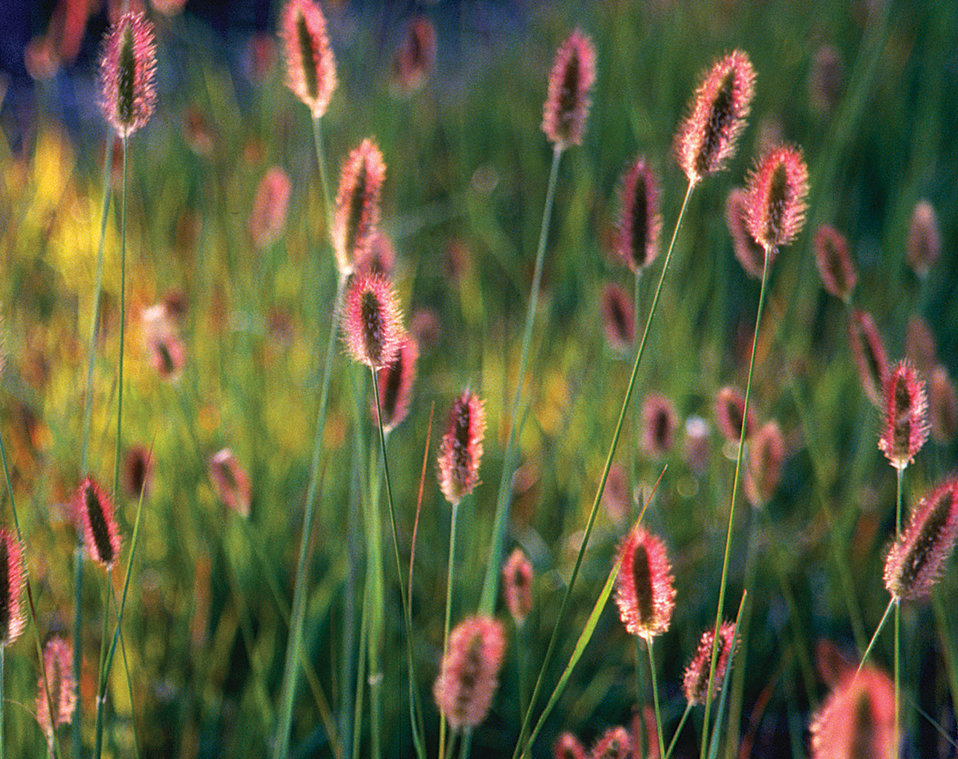 Red Bunny Tails Fountain Grass Pennisetum messiacum Proven Winners