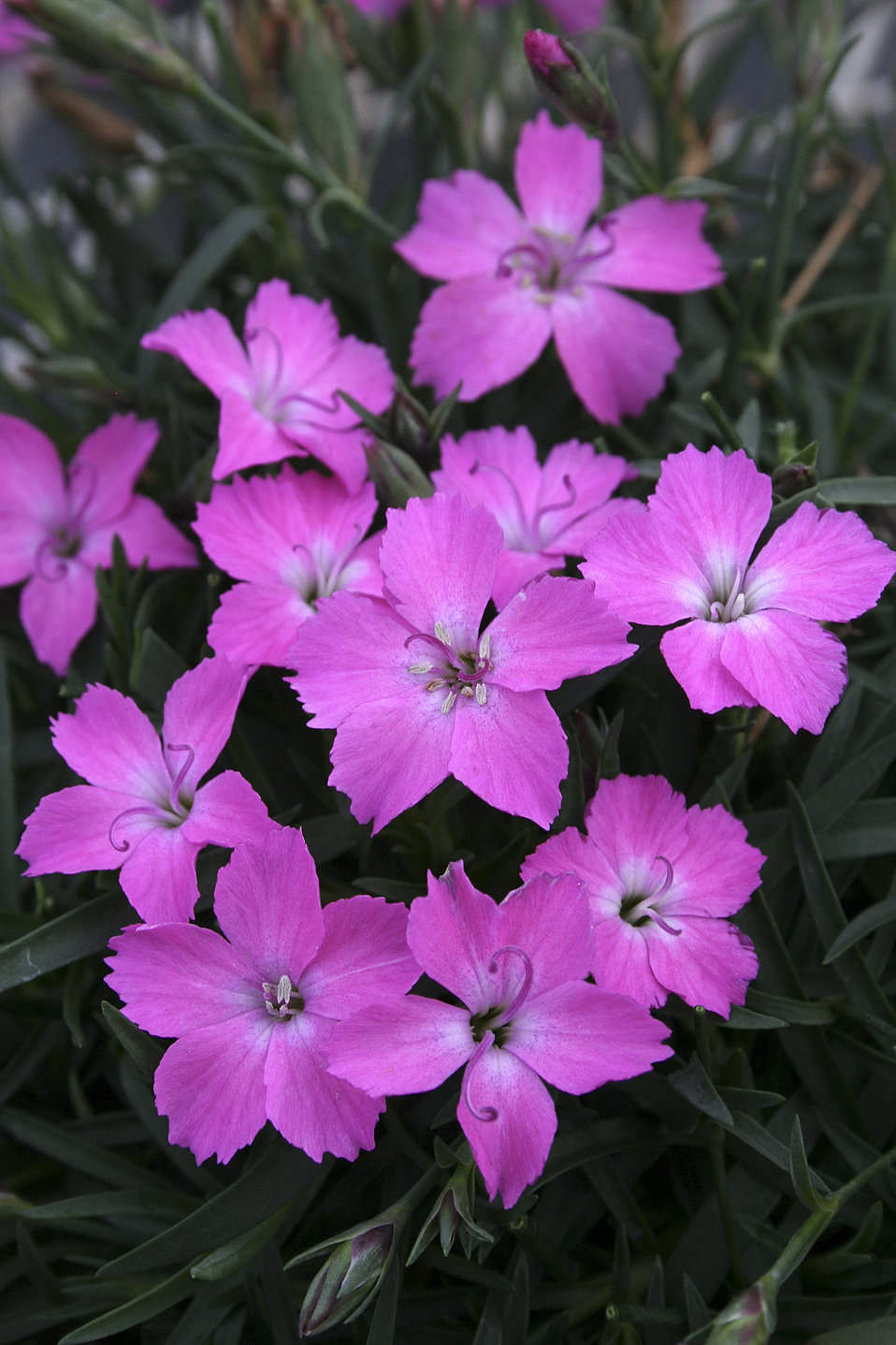 Love Doctor™ Garden Pink Dianthus hybrid Proven Winners