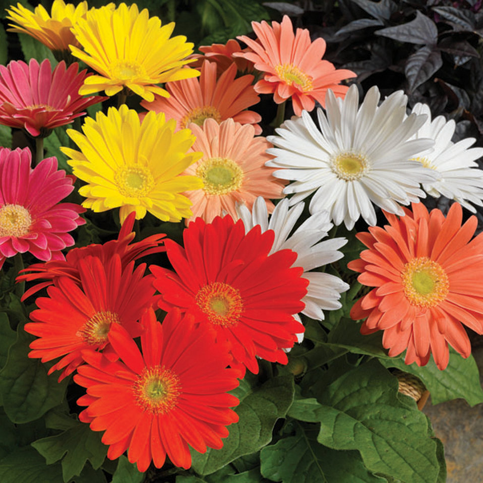 EZdazy™ Springtime Mix Gerbera Proven Winners
