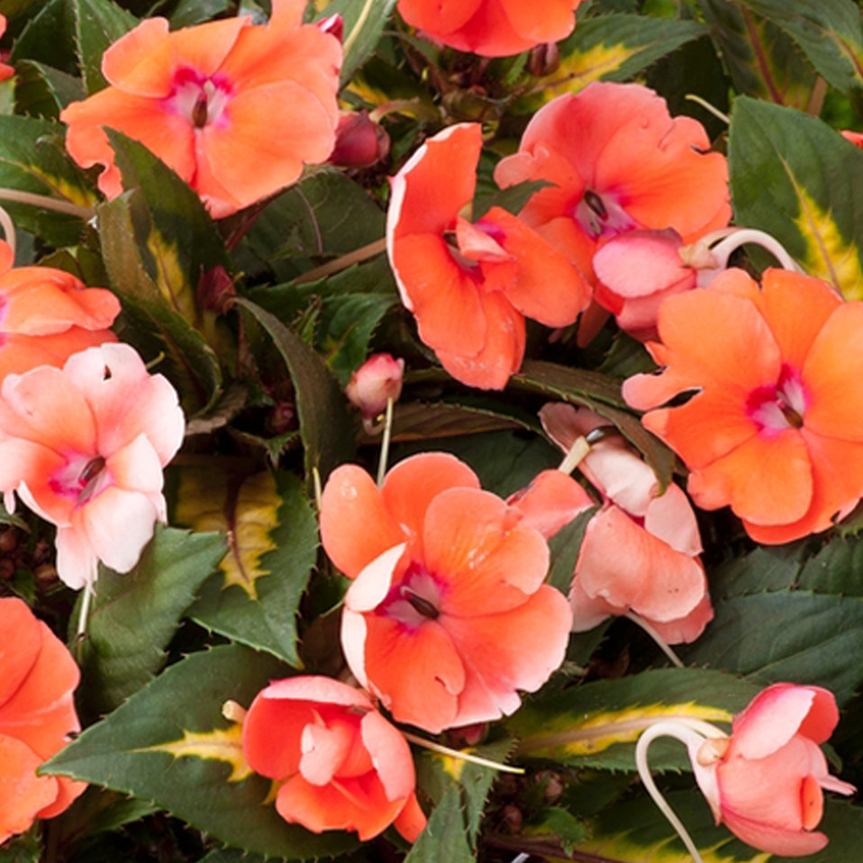 SunPatiens® Vigorous Coral Impatiens x hybrida Proven Winners