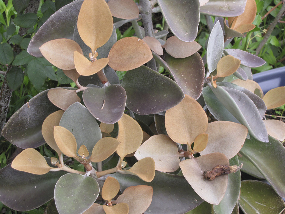 Orgyalis Kalanchoe Proven Winners