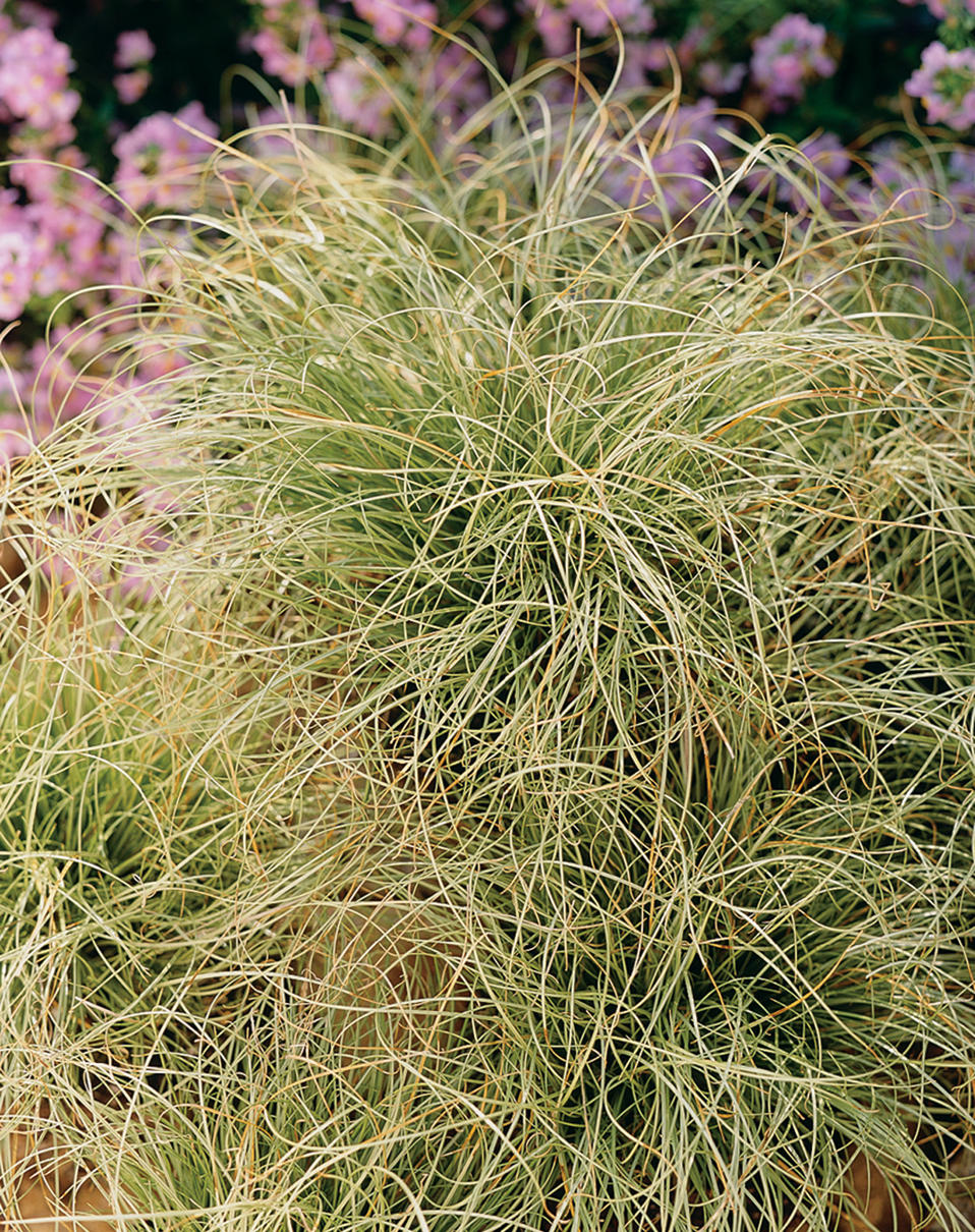 Frosted Curls New Zealand Hair Sedge Carex comans Proven Winners