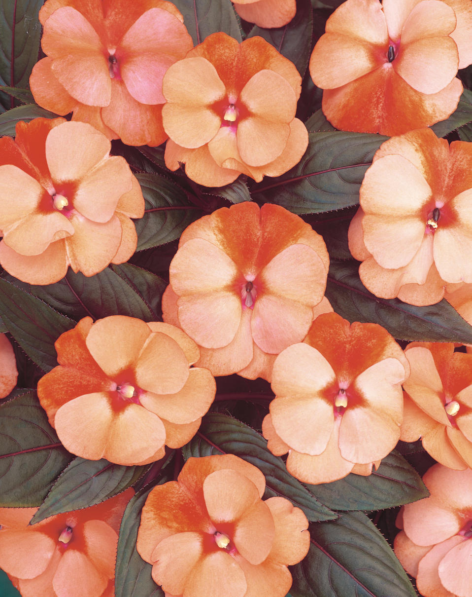 Infinity® Orange Frost New Guinea Impatiens Impatiens hawkeri