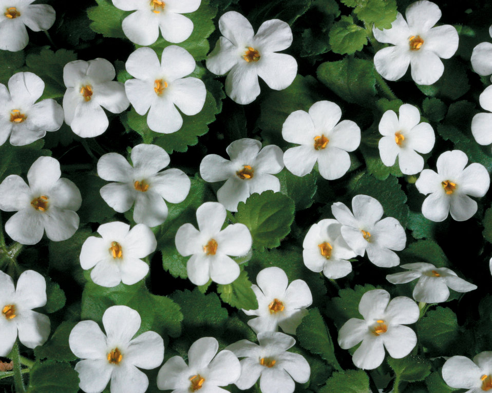 Snowstorm® Giant Snowflake® Bacopa Sutera cordata Proven Winners