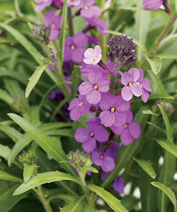 Images for Winter Joy Wallflower Erysimum Proven Winners