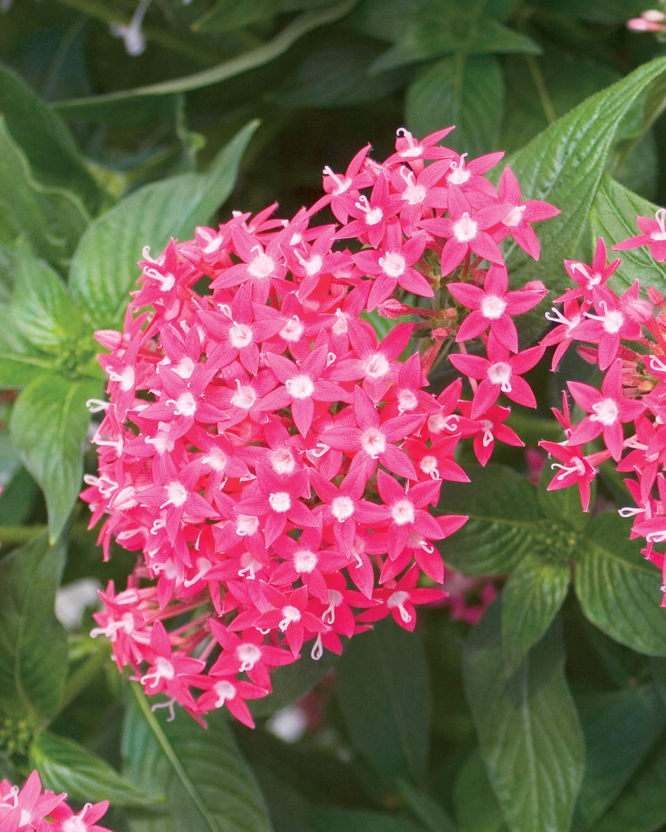 Butterfly Deep Rose Pentas Proven Winners