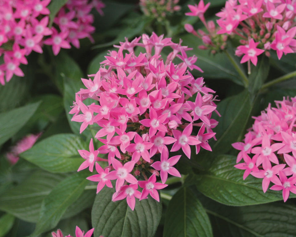 Butterfly Deep Pink Pentas lanceolata Proven Winners