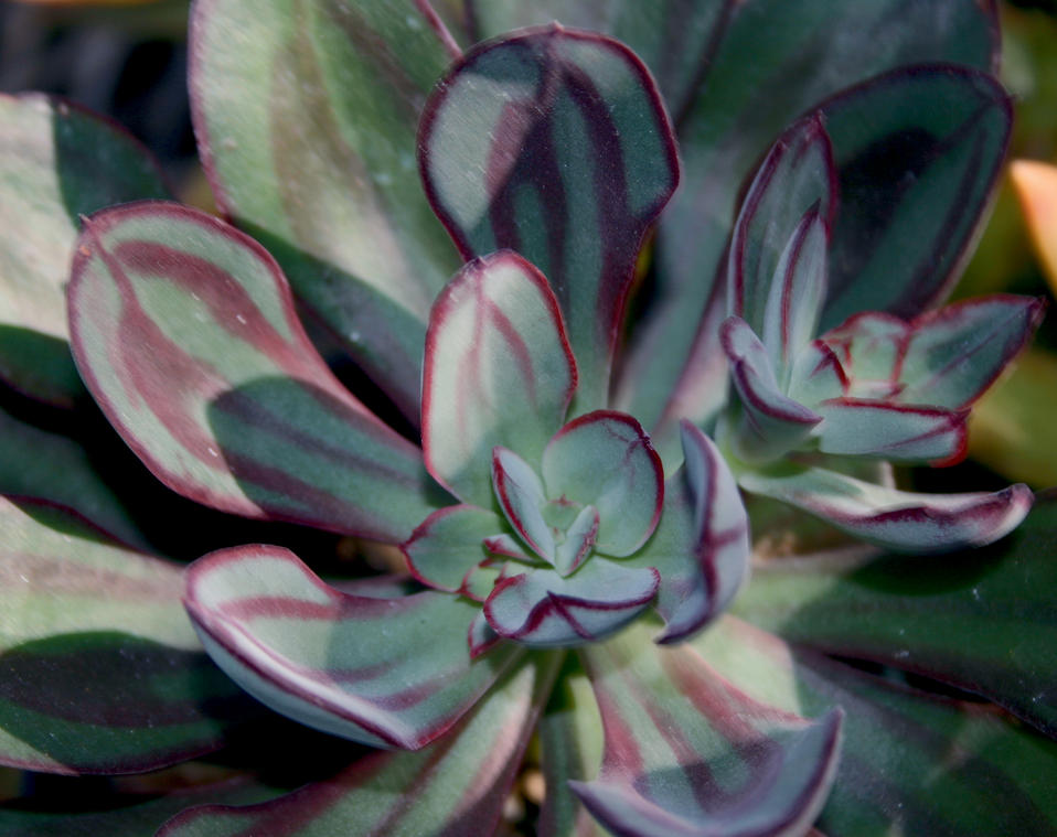 Painted Echeveria Echeveria Nodulosa Hybrid Proven Winners