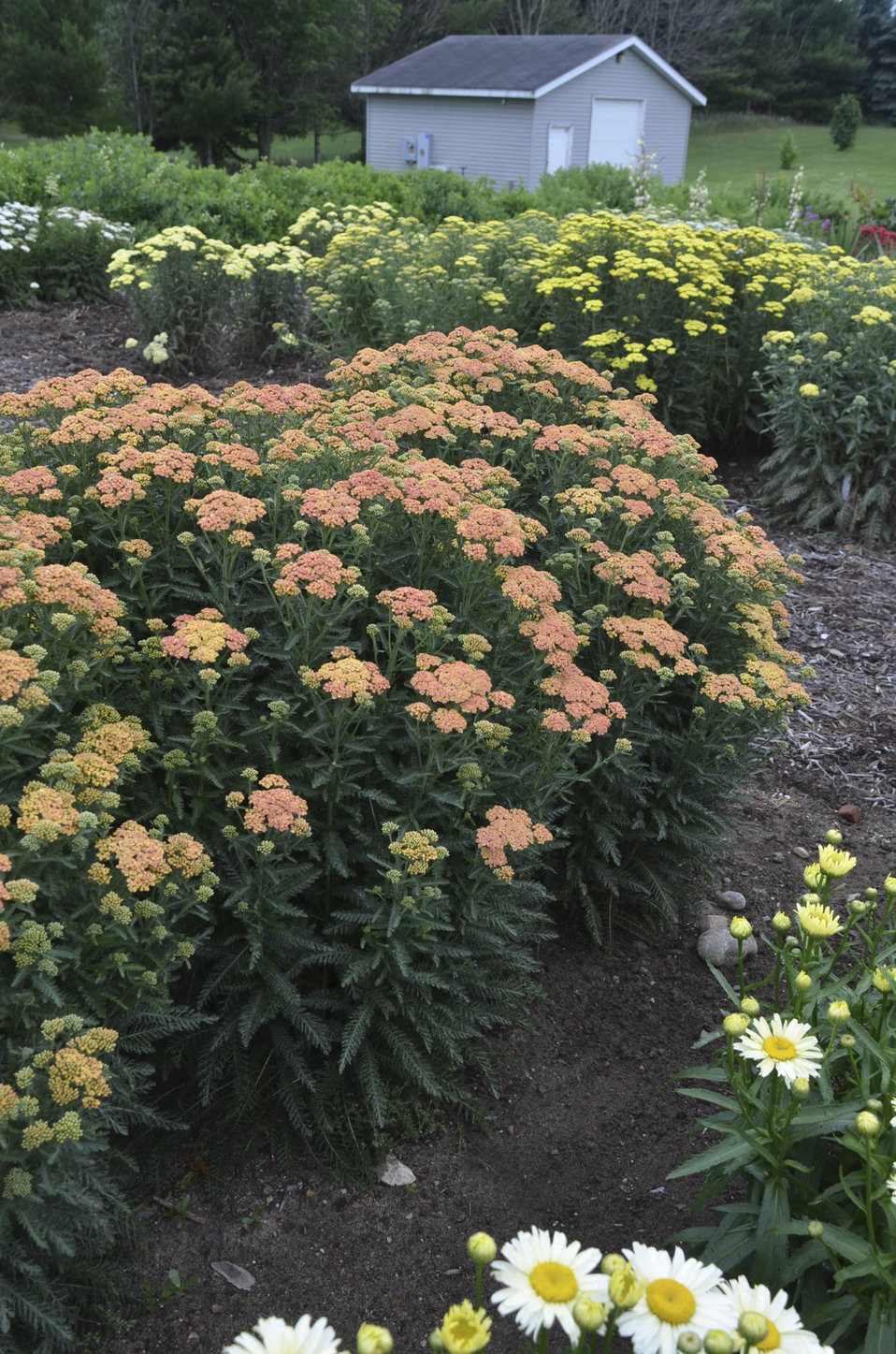 'Firefly Peach Sky' Yarrow Achillea hybrid Proven Winners