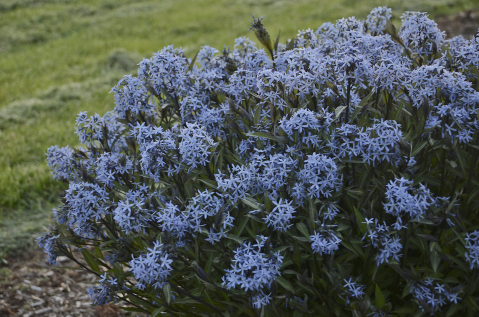 storm-cloud-bluestar-amsonia-tabernaemontana-proven-winners