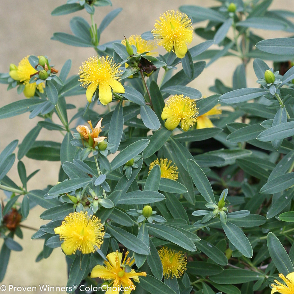 Blues Festival® St. John'sWort Hypericum kalmianum Proven Winners