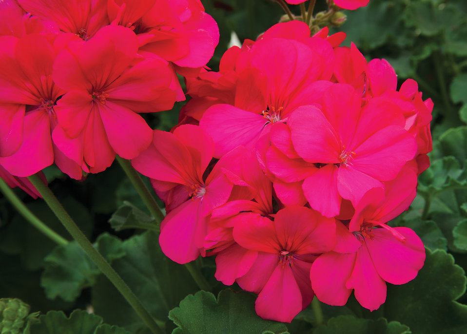 Boldly® Hot Pink - Geranium - Pelargonium interspecific | Proven Winners