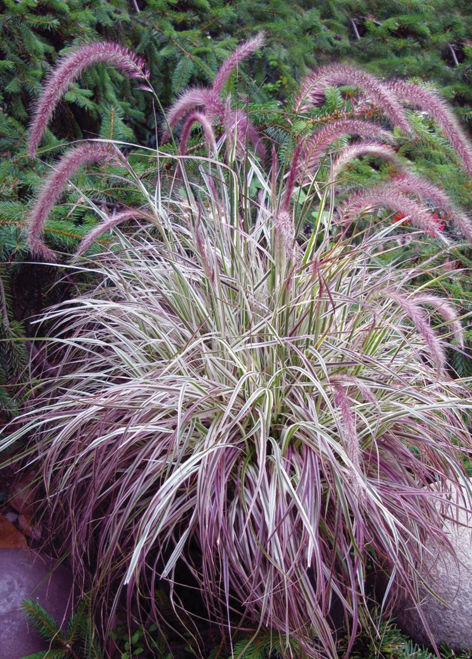 Cherry Sparkler - Fountain Grass - Pennisetum setaceum | Proven Winners