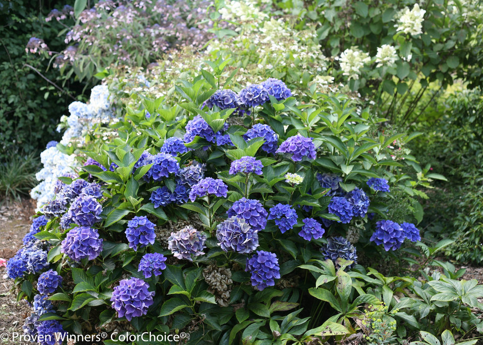Cityline® Venice Bigleaf Hydrangea Hydrangea macrophylla Proven