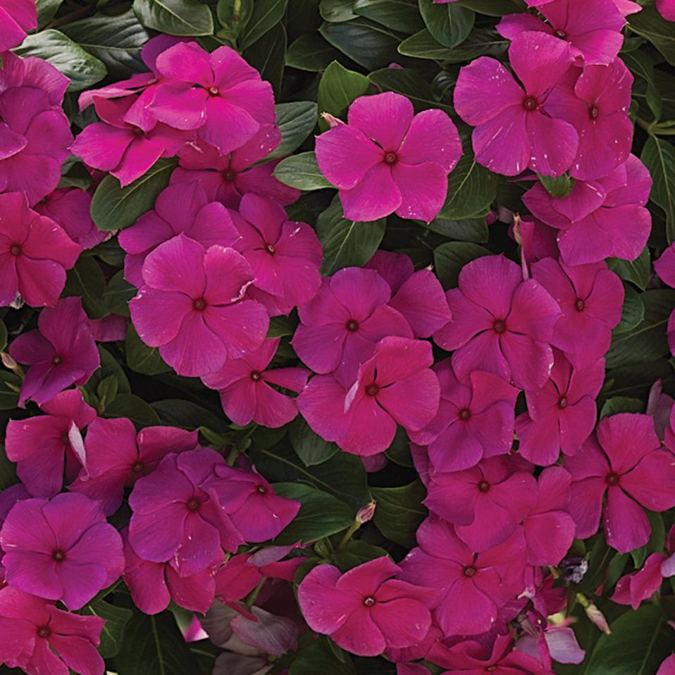 Cora® Cascade Magenta Vinca Catharanthus roseus Proven Winners