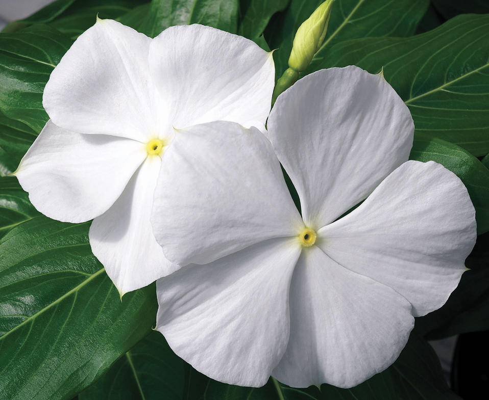 Cora® White Vinca Catharanthus roseus Proven Winners