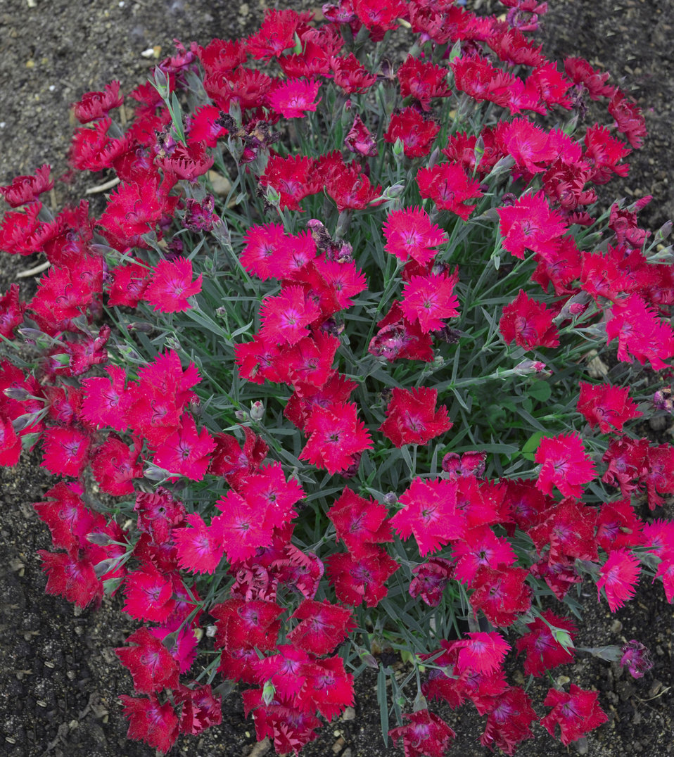 'Paint the Town Magenta' Pinks Dianthus hybrid Proven Winners