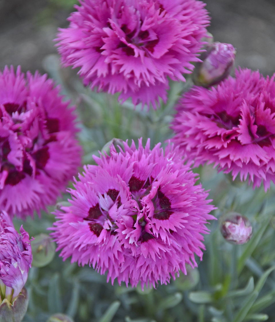 Fruit Punch® 'Spiked Punch' Pinks Dianthus hybrid Proven Winners
