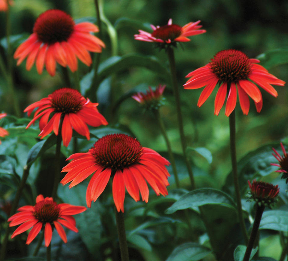 Big Sky™ Sundown™ Coneflower Echinacea Proven Winners