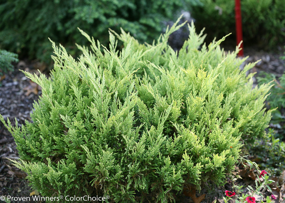Good Vibrations Gold Juniperus Horizontalis Proven Winners