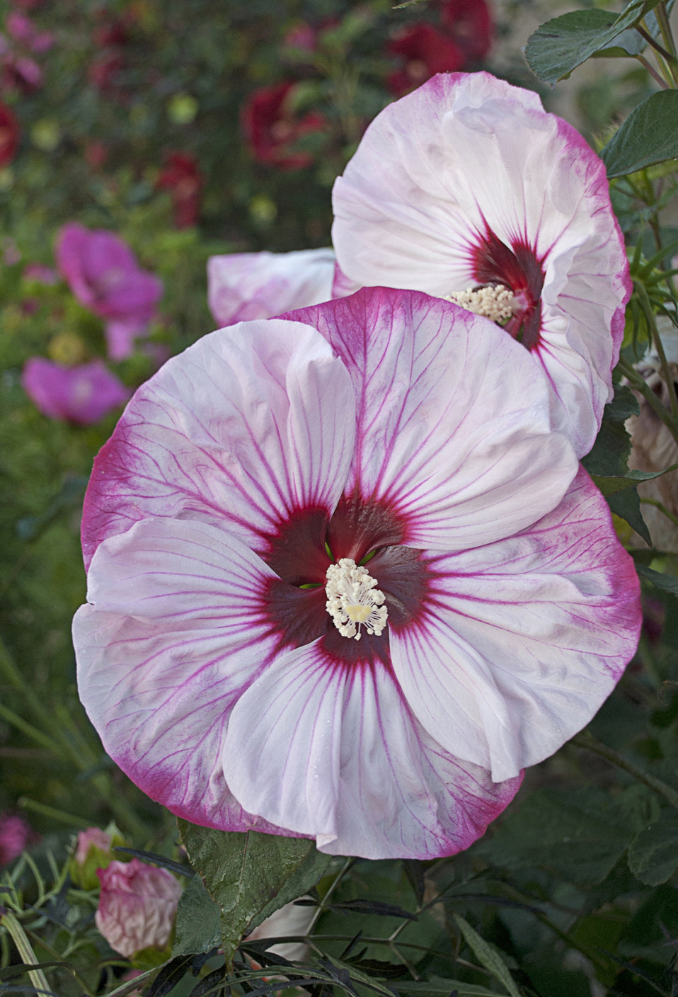 Summerific® 'Cherry Cheesecake' Rose Mallow Hibiscus