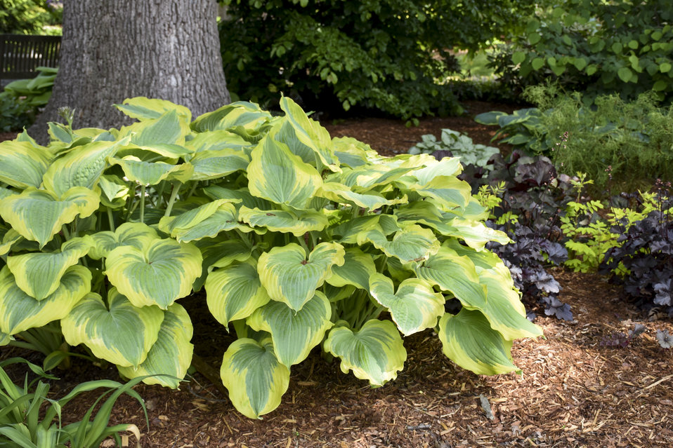 Shadowland® 'Seducer' - Hosta hybrid | Proven Winners