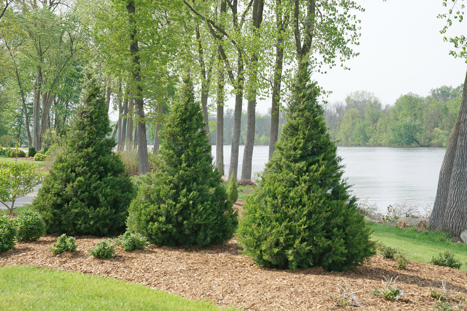 Gin Fizz® Juniperus chinensis Proven Winners