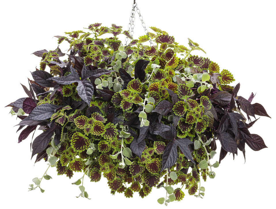 Images for White Licorice Licorice Plant Helichrysum petiolare