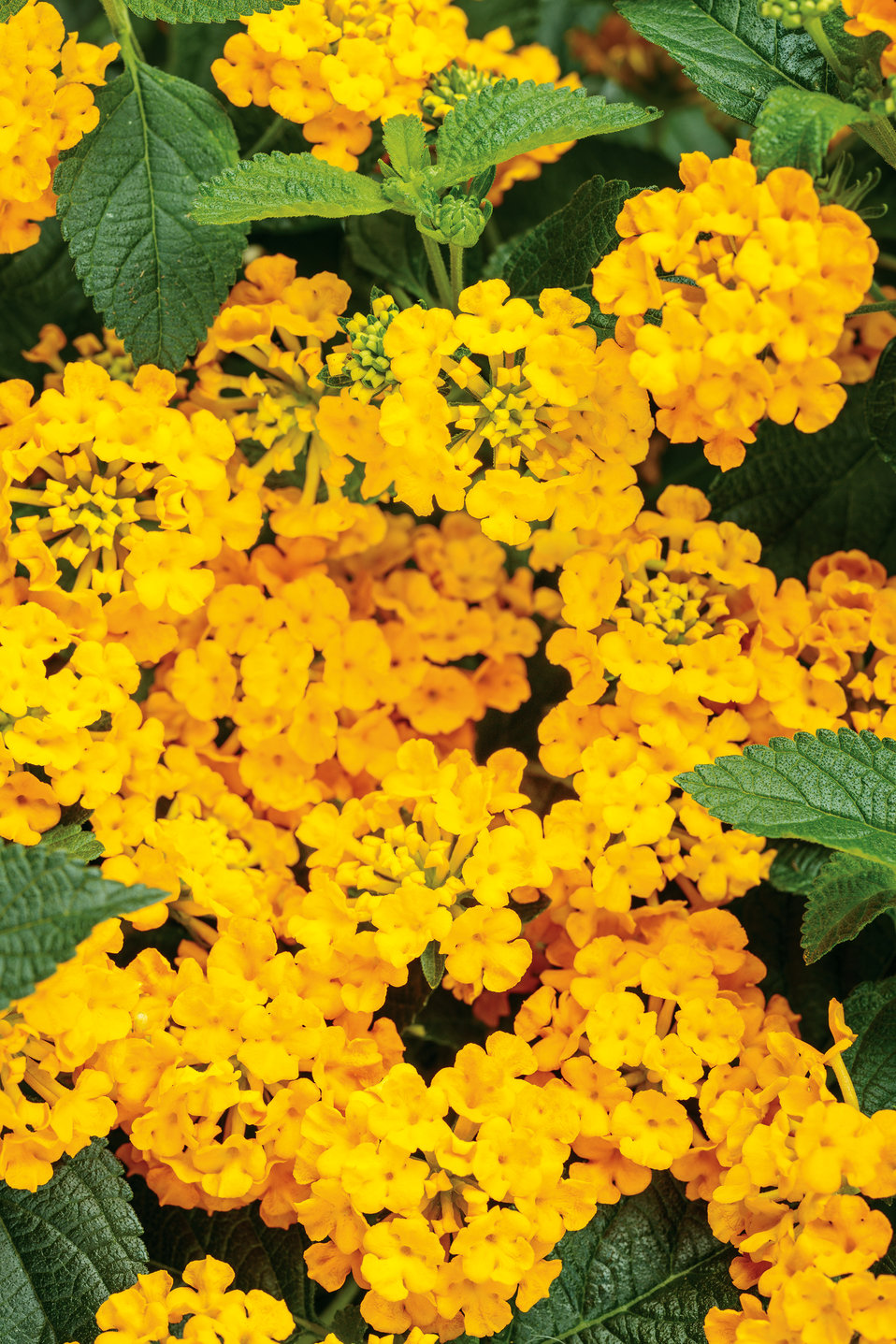 Luscious® Goldengate™ Lantana camara Proven Winners