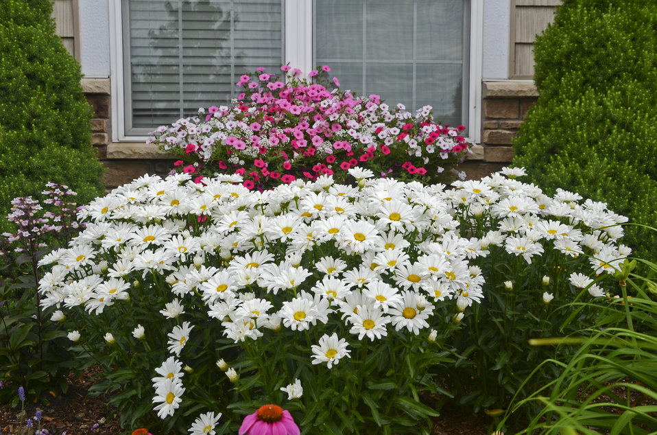 Amazing Daisies® Daisy May® Shasta Daisy Leucanthemum superbum