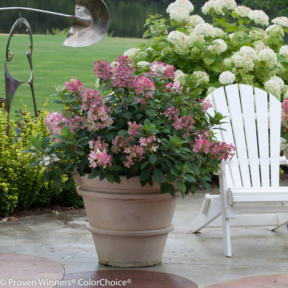 Little Quick Fire® Panicle Hydrangea Hydrangea paniculata Proven