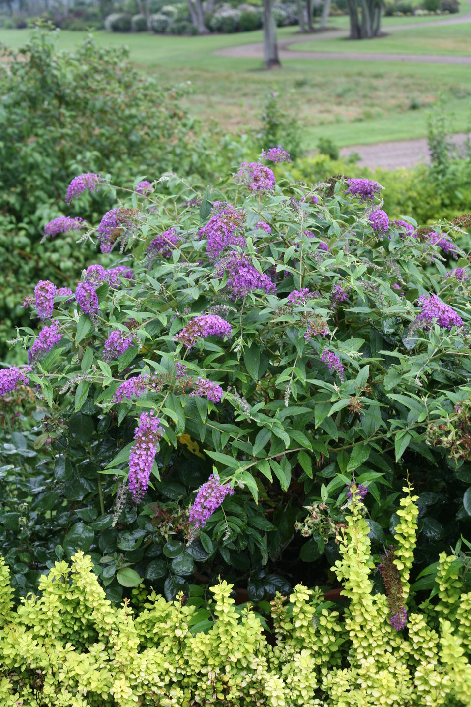 Lo & Behold® 'Purple Haze' Butterfly Bush Buddleia x