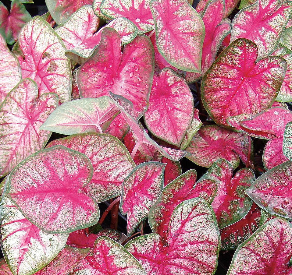 Heart to Heart™ ‘Radiance’ - Fancy Caladium - Caladium hortulanum