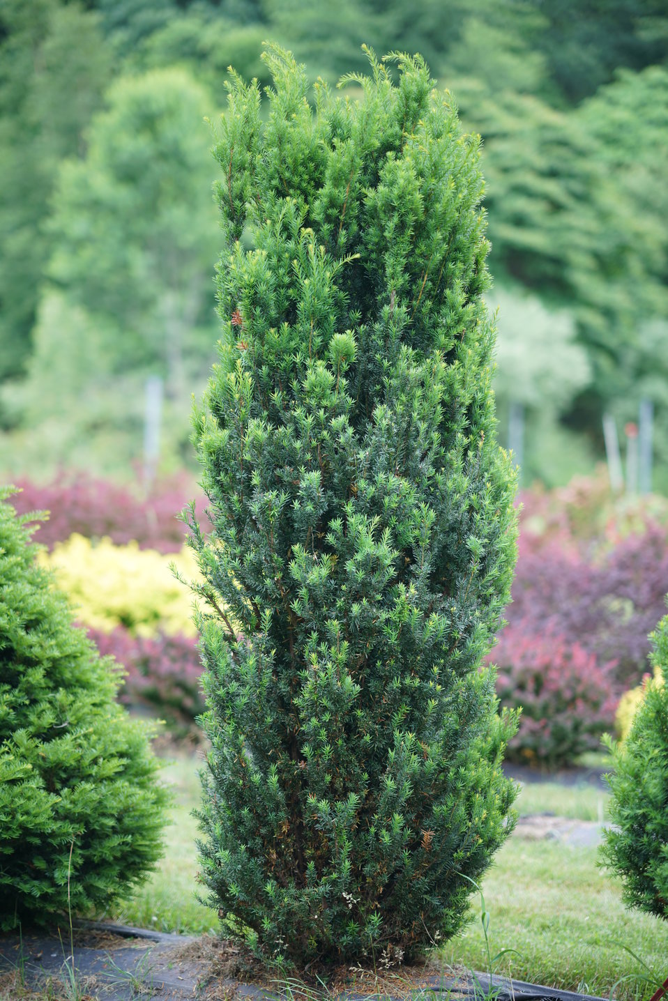 Stonehenge® Yew Taxus x media Proven Winners