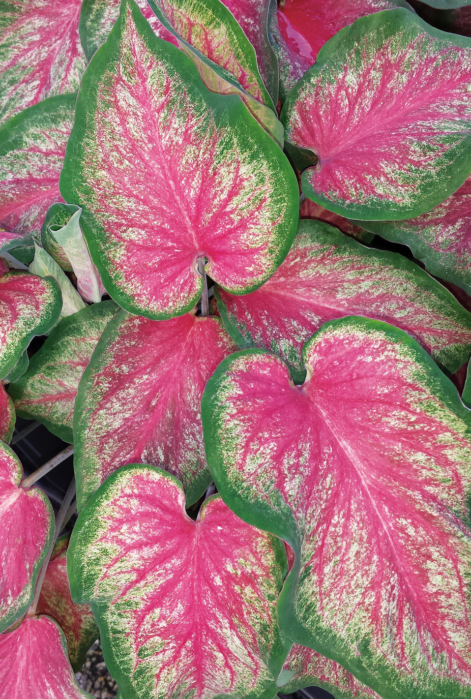 Heart to Heart™ Tickle Me Pink Strap Leaf Caladium Caladium