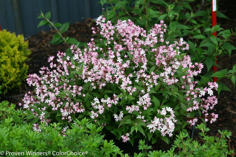 Yuki Cherry Blossom® - Deutzia x | Proven Winners