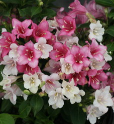 Weigela florida monet