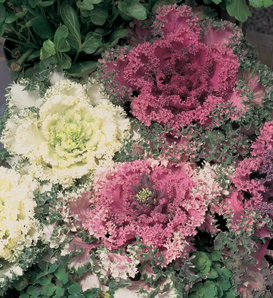 Ornamental Cabbage - Brassica oleracea acephala