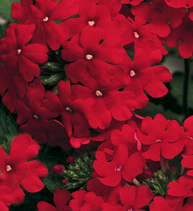 Lanai® Red - Verbena hybrid