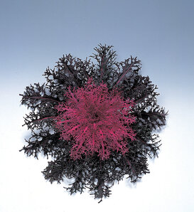 Peacock™ 'Red' - Flowering Kale - Brassica oleracea